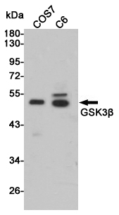 GSK3 beta Rabbit pAb ABZ1383