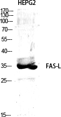 Fas Ligand Rabbit pAb ABZ1388