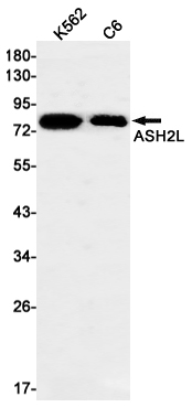 ASH2L Rabbit mAb ABZ1389