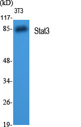 STAT3 Rabbit pAb ABZ1393