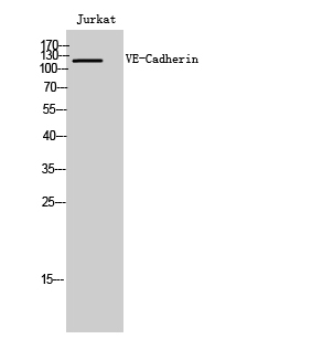 VE Cadherin Rabbit pAb ABZ1405