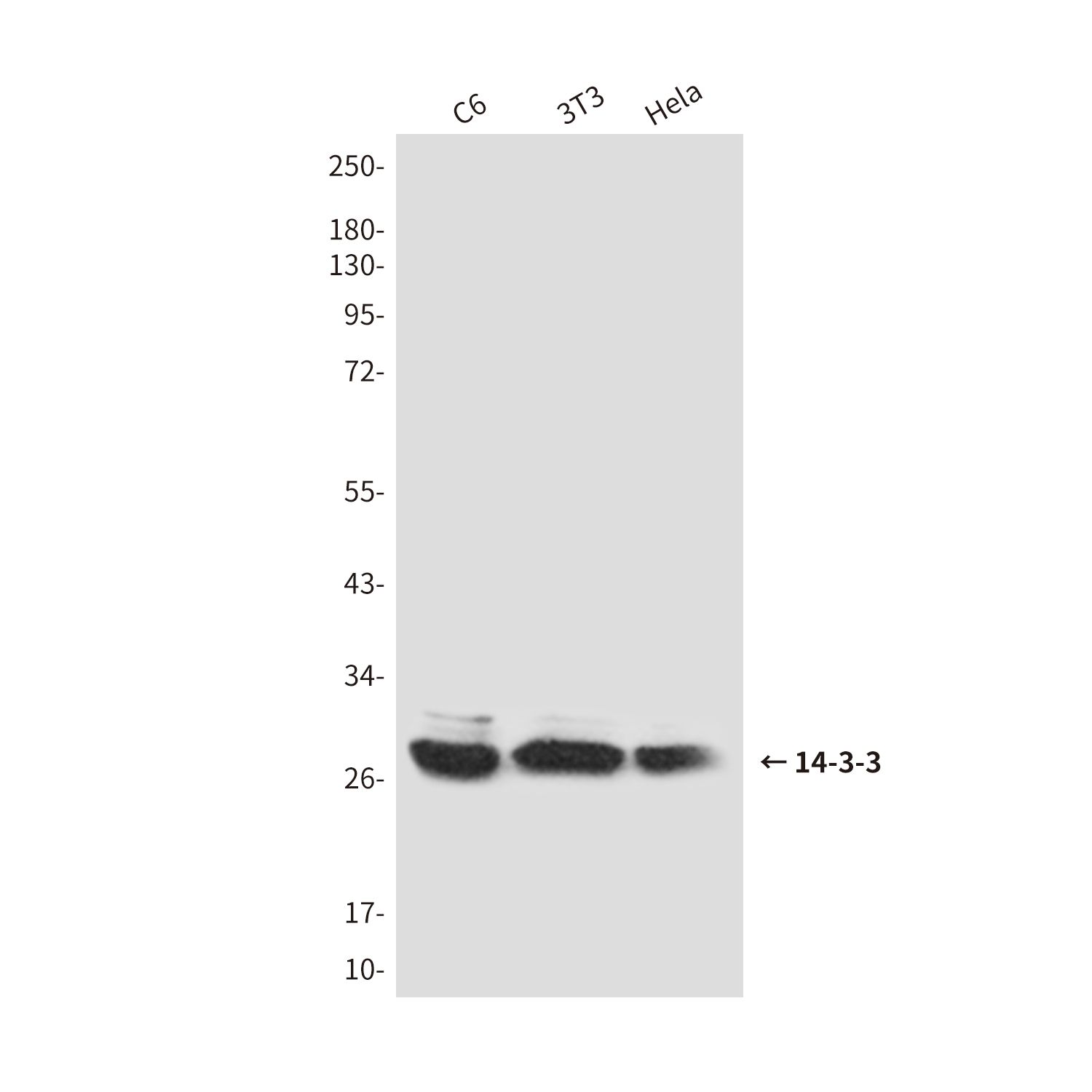 14-3-3 Rabbit pAb ABZ1406