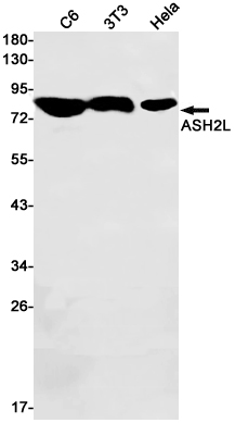 ASH2L Rabbit mAb ABZ1407