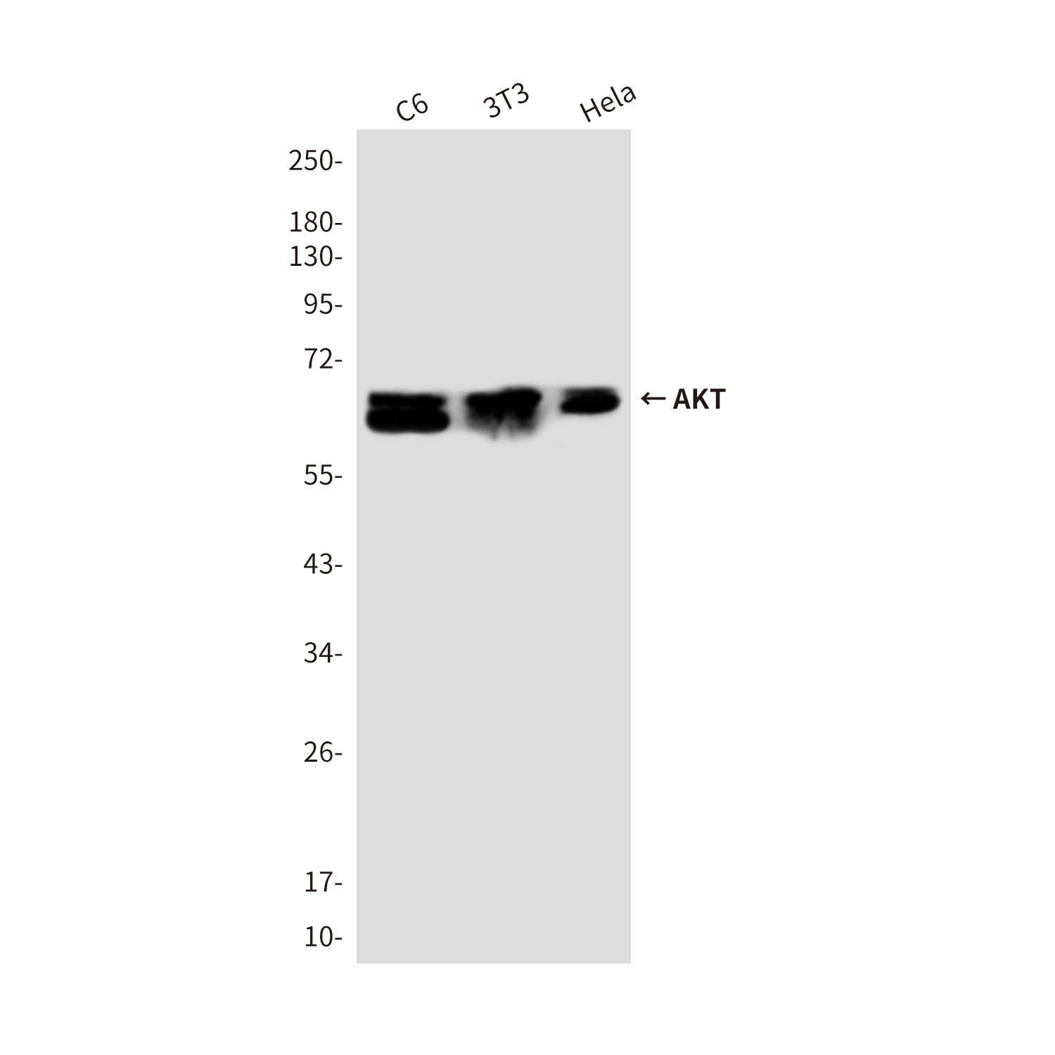 AKT1/2/3 Rabbit pAb ABZ1408