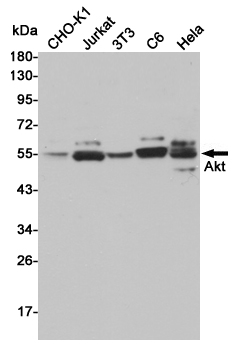 AKT1/2/3 Rabbit pAb ABZ1409