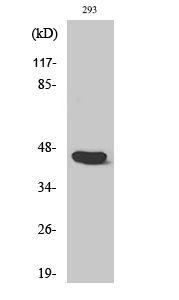 Caspase 1 Rabbit pAb ABZ1412