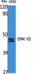 ERK1/2 Rabbit pAb ABZ1413
