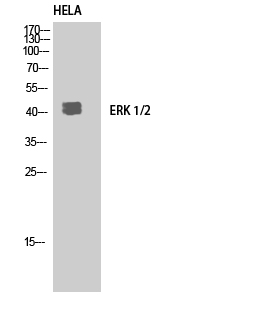ERK1/2 Rabbit pAb ABZ1413