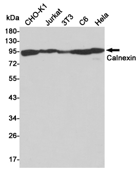 Calnexin Rabbit pAb ABZ1415