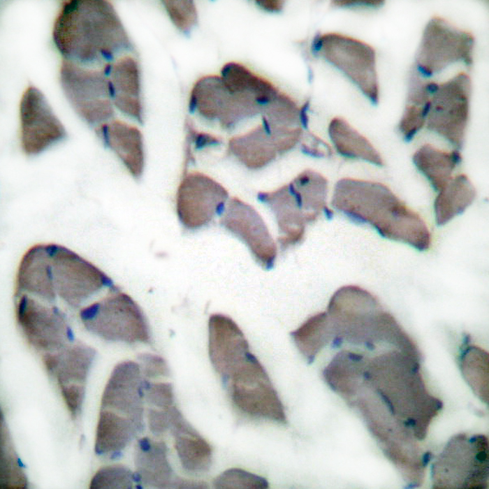 Desmin Rabbit pAb ABZ1417