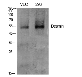 Desmin Rabbit pAb ABZ1417