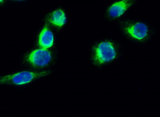 Synapsin I Rabbit pAb ABZ1419