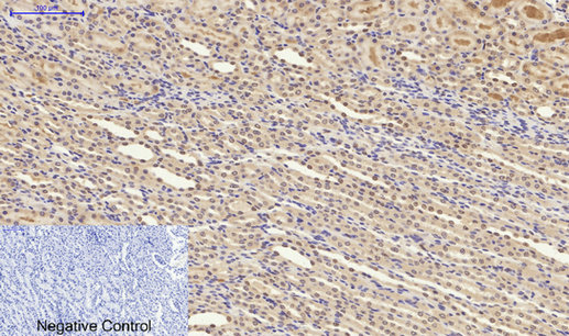 Synapsin I Rabbit pAb ABZ1419