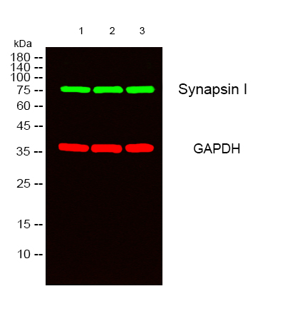 Synapsin I Rabbit pAb ABZ1419