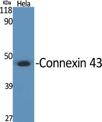 Connexin 43 / GJA1 Rabbit pAb ABZ1420