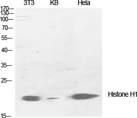 Histone H1 Rabbit pAb ABZ1421