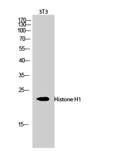 Histone H1 Rabbit pAb ABZ1421