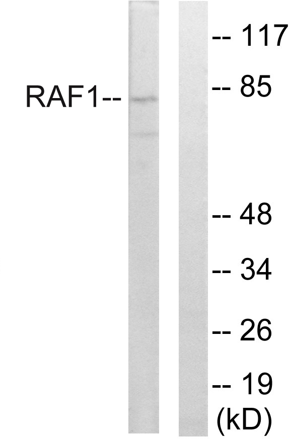 Raf1 Rabbit pAb ABZ1426
