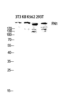 FN Rabbit pAb ABZ1427