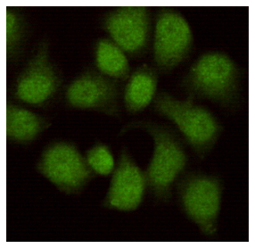 WDR77 (8A10) Mouse mAb ABZ1430