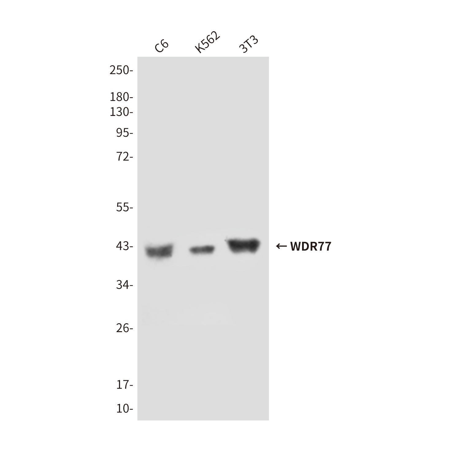 WDR77 (8A10) Mouse mAb ABZ1430