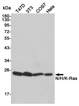GTPase NRAS+HRAS+KRAS Rabbit pAb ABZ1438