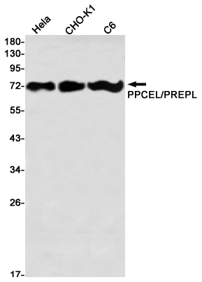 PPCEL Rabbit mAb ABZ1442