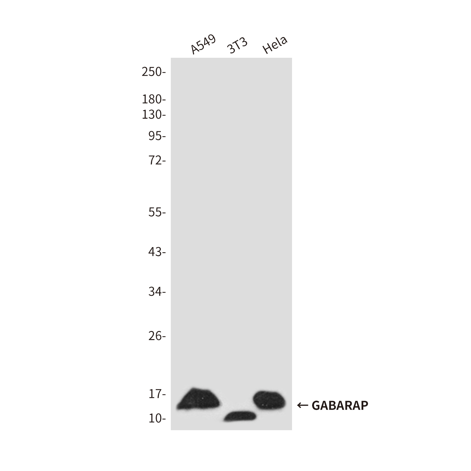 GABARAP Rabbit pAb ABZ1444