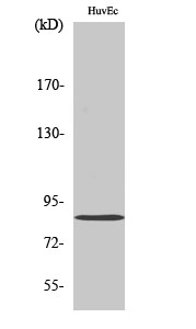Mitofusin 2 Rabbit pAb ABZ1445