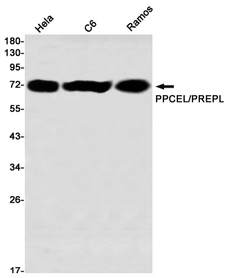 PPCEL Rabbit mAb ABZ1447