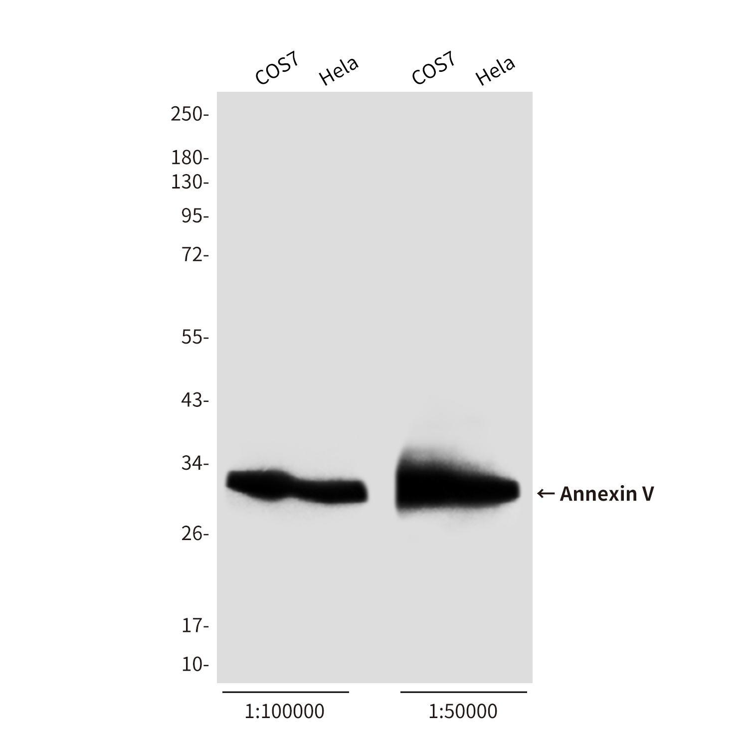 Annexin V Rabbit pAb (HRP) ABZ1448
