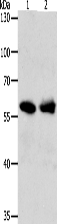 UNC5CL Rabbit pAb ABZ1450