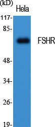 FSHR Rabbit pAb ABZ1454