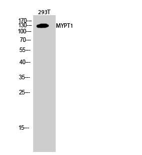 Myosin Phosphatase Rabbit pAb ABZ1455