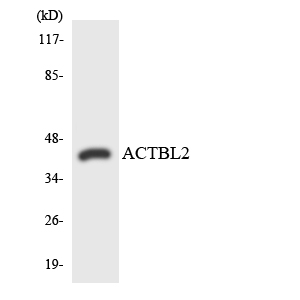 kappa Actin Rabbit pAb ABZ1460