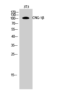 CNGB1 Rabbit pAb ABZ1462