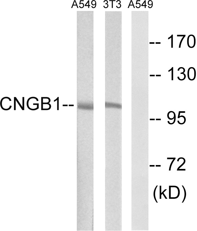 CNGB1 Rabbit pAb ABZ1462