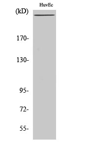 Factor VIII Rabbit pAb ABZ1464