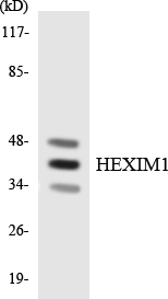 HEXIM1 Rabbit pAb ABZ1465
