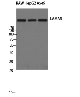 Laminin alpha 5 Rabbit pAb ABZ1466
