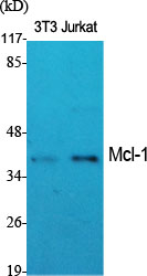 MCL1 Rabbit pAb ABZ1467