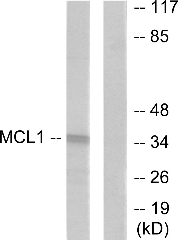 MCL1 Rabbit pAb ABZ1467