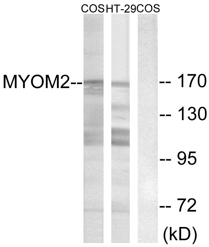 MYOM2 Rabbit pAb ABZ1469