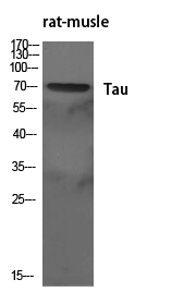Tau Rabbit pAb ABZ1472