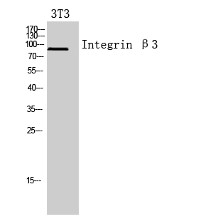 Integrin beta 3 Rabbit pAb ABZ1475