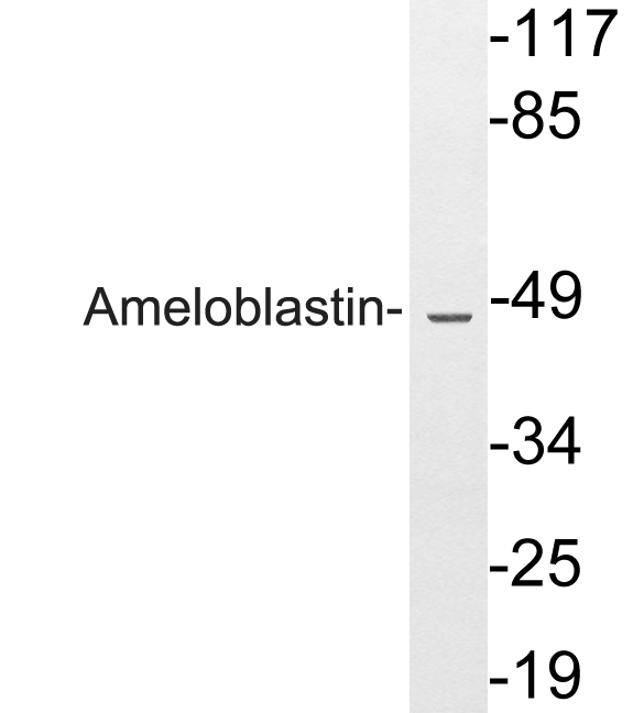 AMBN Rabbit pAb ABZ1480