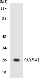 GAS41 Rabbit pAb ABZ1484
