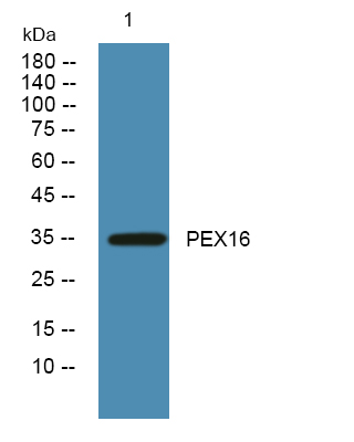 PEX16 Rabbit pAb ABZ1485