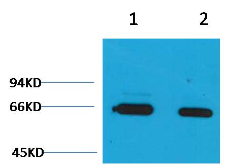 Bovine Serum Albumin Rabbit pAb ABZ1488