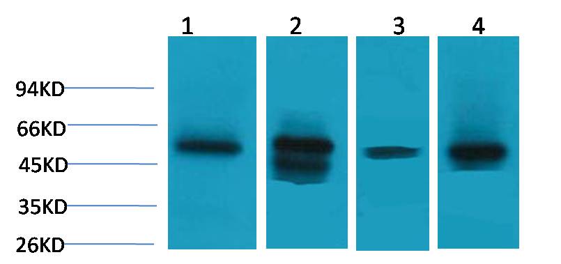 Lactate Dehydrogenase D Rabbit pAb ABZ1490
